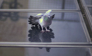 ЩGIF̫ 