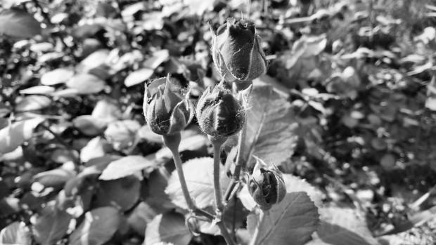 母亲节送妈妈Z17mini 让她永远年轻漂亮吧_中