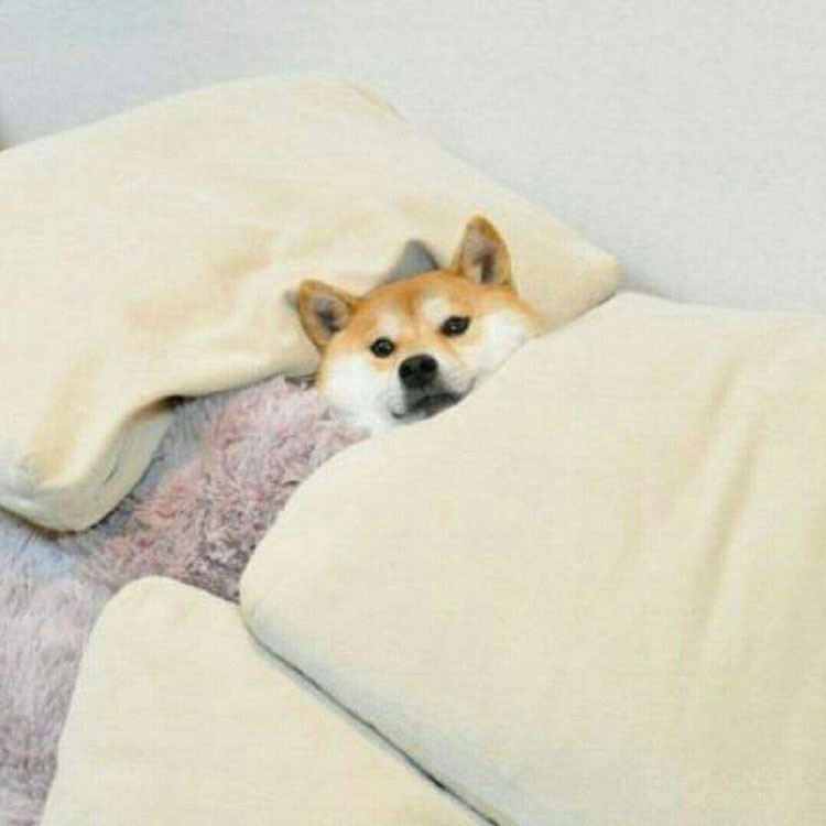 ֱ 㷿ů