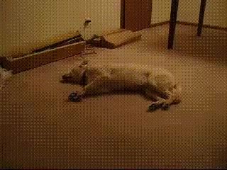 t01459b189a8fc3867f.gif