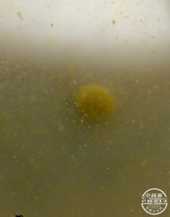 pollen_disolve_five.jpg