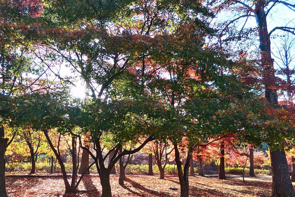 �����������ʵ�ֽӽ����۵�ɫ�ʻ�ԭ��