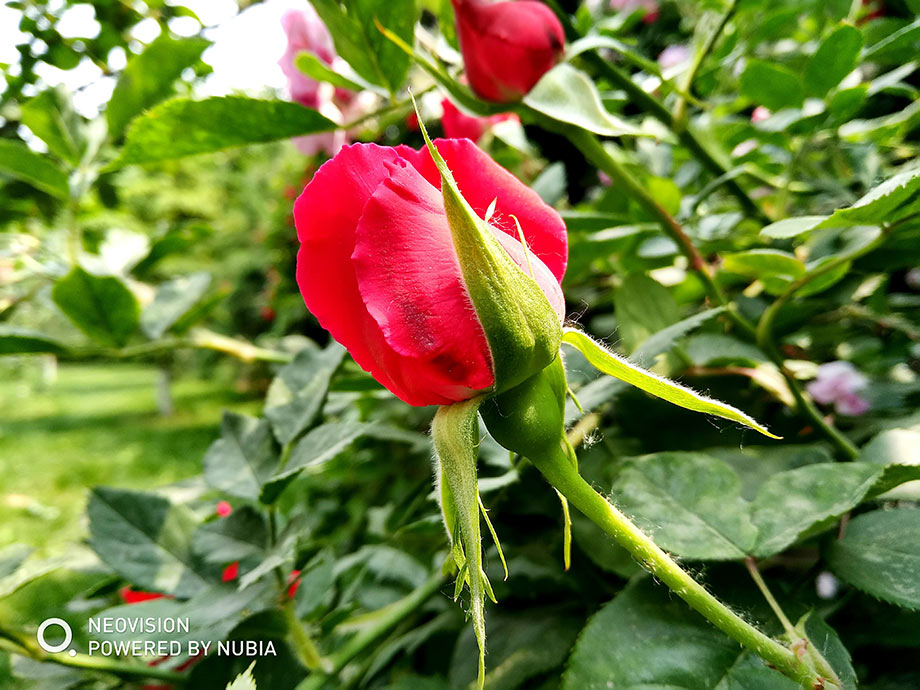 �������Ρ�