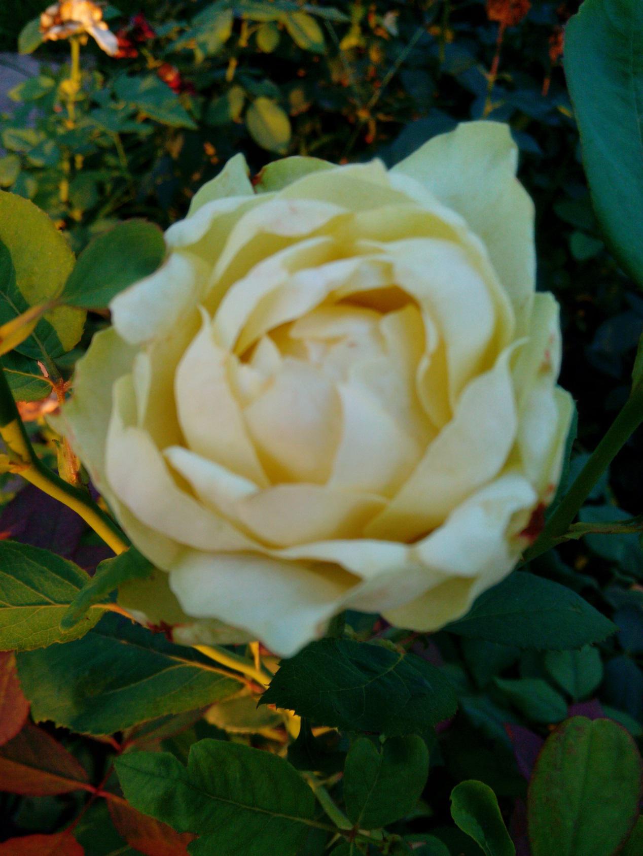 选购大屏手机 海尔Mirror好还是华为Mate