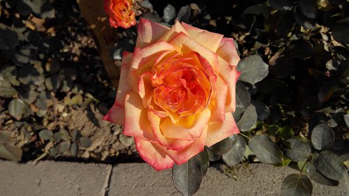 IMG_Ali_00006.jpg