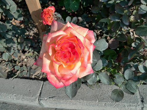 IMG_20131121_104915.jpg