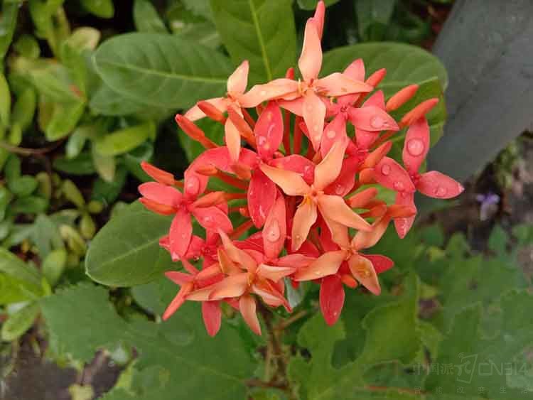 1536051017279405.jpg ͼƬ18.jpg