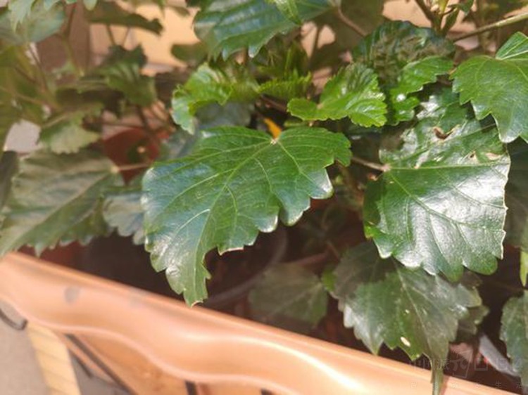 Ŭ����Z18�Աȼ��R1���������Ŷ�������