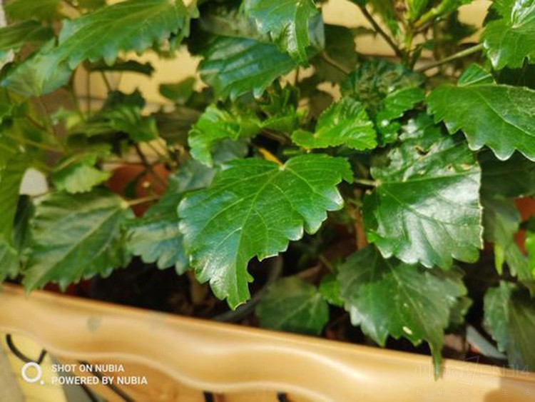 Ŭ����Z18�Աȼ��R1���������Ŷ�������