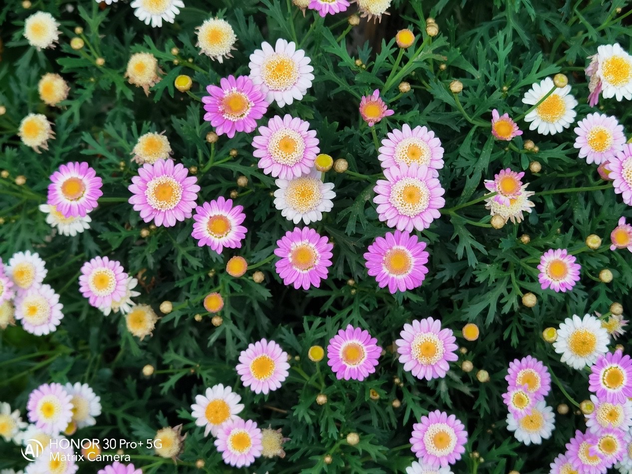 ҫ30Pro+ һ콢
