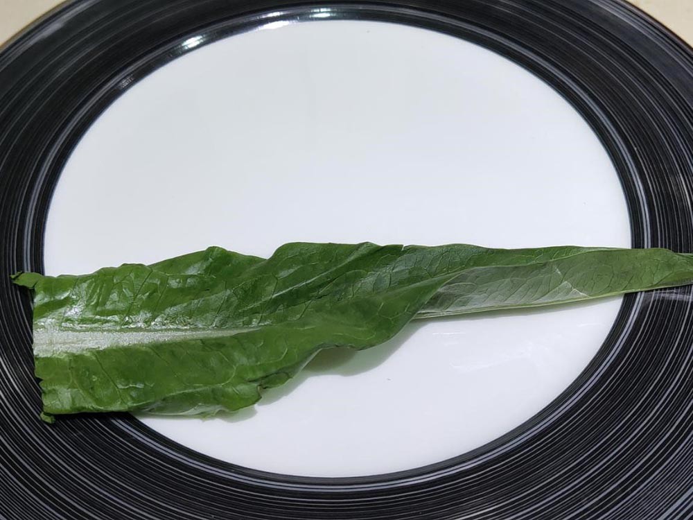 545飺СϺ