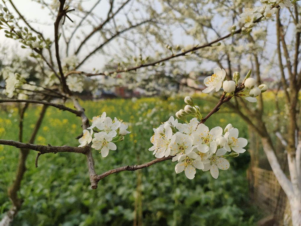 OPPO Reno5ϵƷ 36