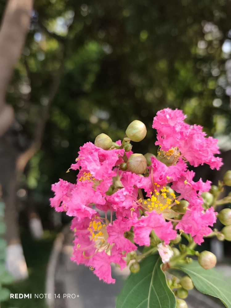 ˤˮ Redmi Note 14 Pro+ڹС