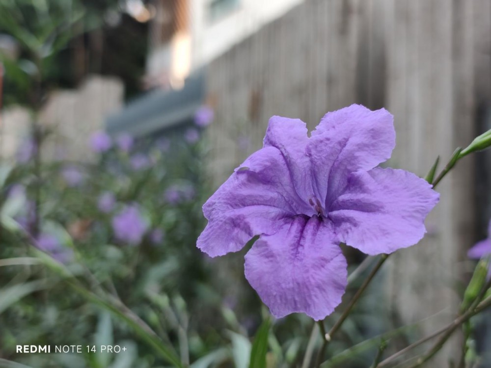 ˤˮ Redmi Note 14 Pro+ڹС