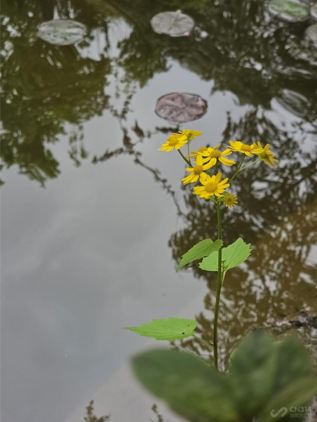 ����Galaxy S26+���� Galaxy AI����������