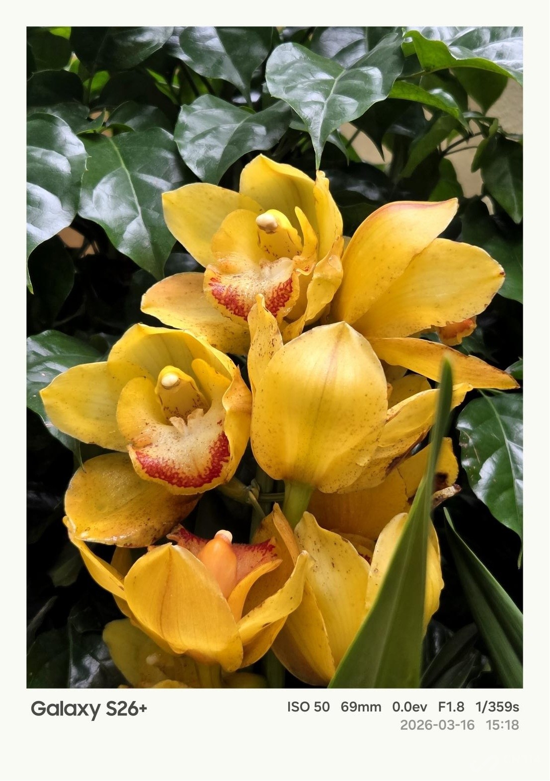 ����Galaxy S26+���� Galaxy AI����������