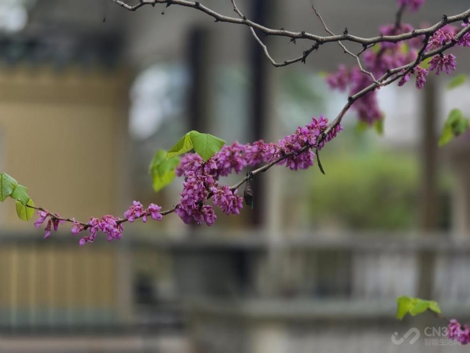 ����Galaxy S26+���� Galaxy AI����������