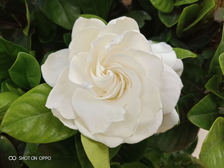 ͼƬ˵ ȫλOPPO R15