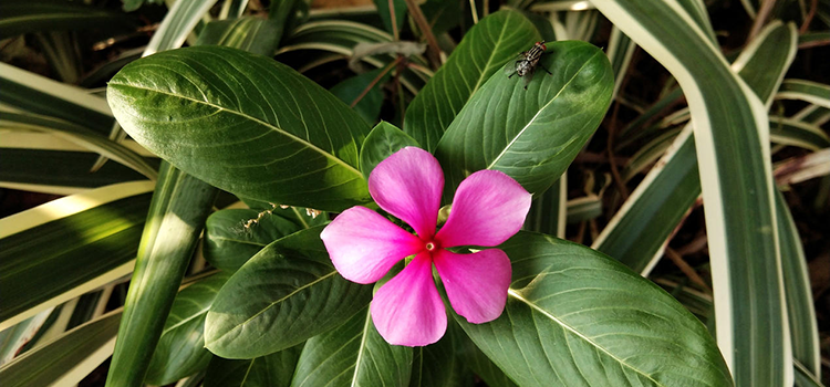 vivo Z1功能实测:功能强大,中端旗舰首选