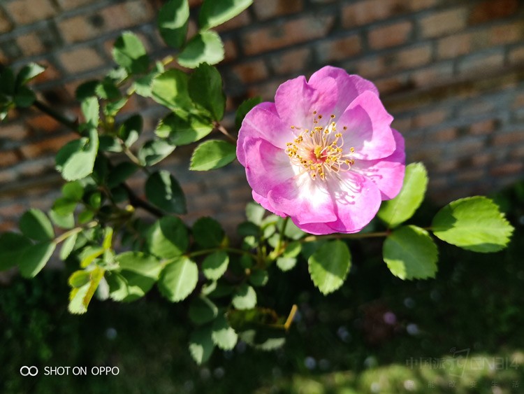 ͼƬ˵ ȫλOPPO R15