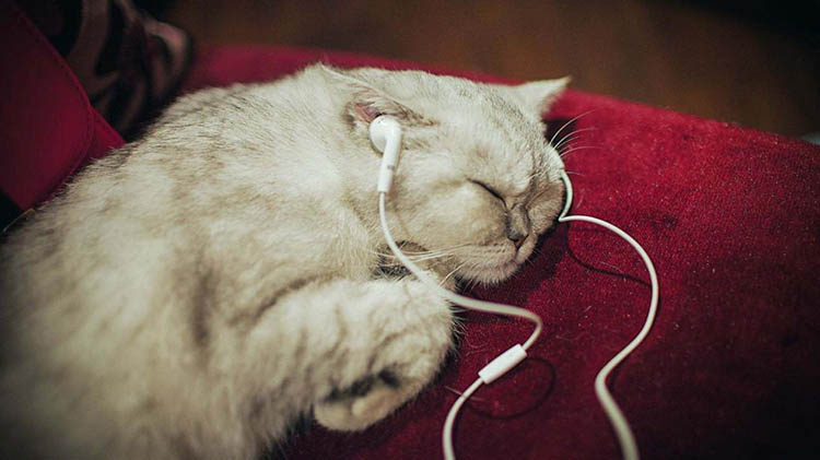 摩托罗拉 摩托罗拉