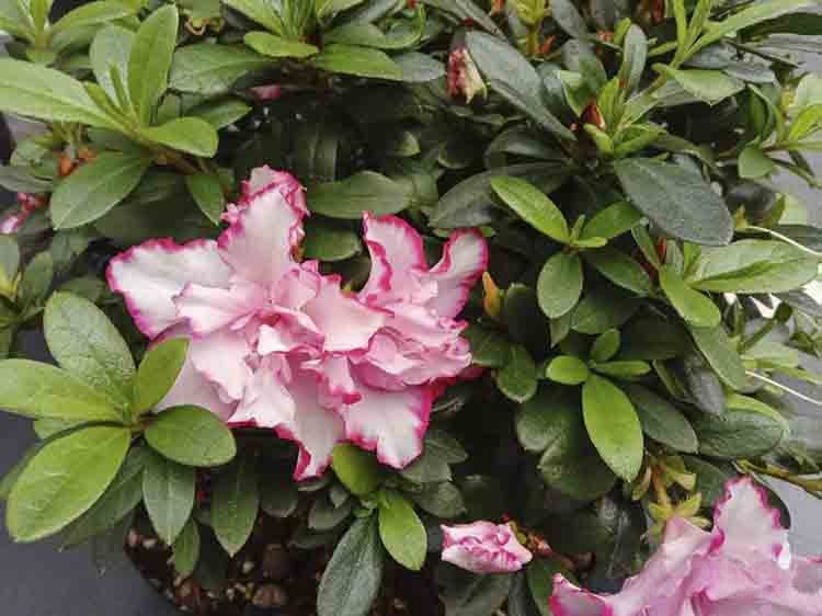 AI智慧拍照记录美好瞬间,vivo AI智慧拍照记录美好瞬间,vivo