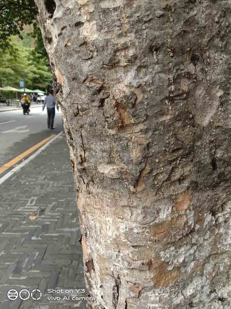 AI智慧拍照!vivo AI智慧拍照!vivo