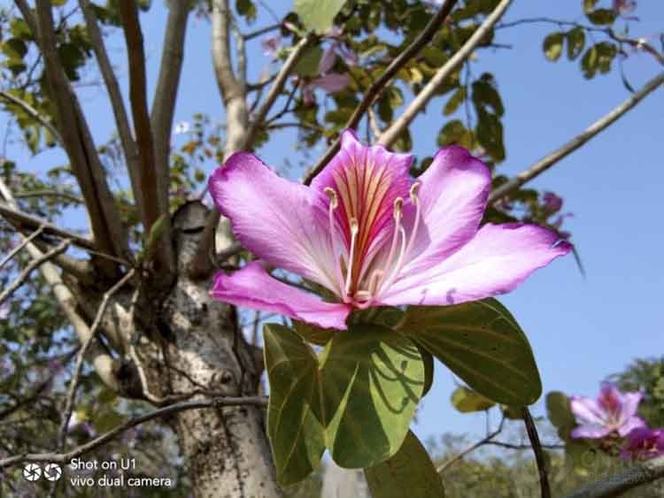 ǧԪ������ѡ������vivo U1:��һ��������