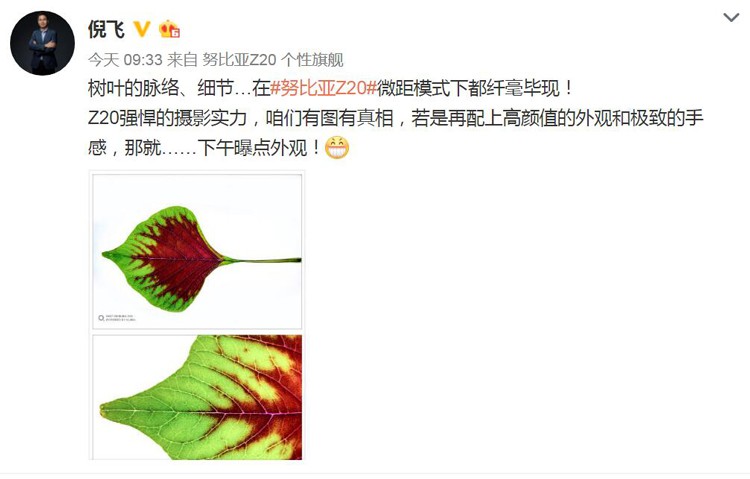 倪飞只是拍了片树叶 谁知摄影玩家都惊呆 倪飞只是拍了片树叶 谁知摄影玩家都惊呆