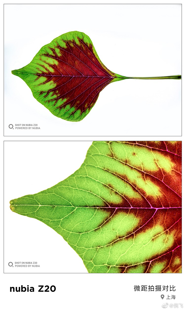 倪飞只是拍了片树叶 谁知摄影玩家都惊呆 倪飞只是拍了片树叶 谁知摄影玩家都惊呆
