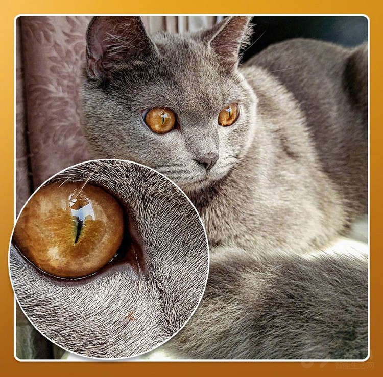 为什么realme和小米都在力推6400万像素? 为什么realme和小米都在力推6400万像素?