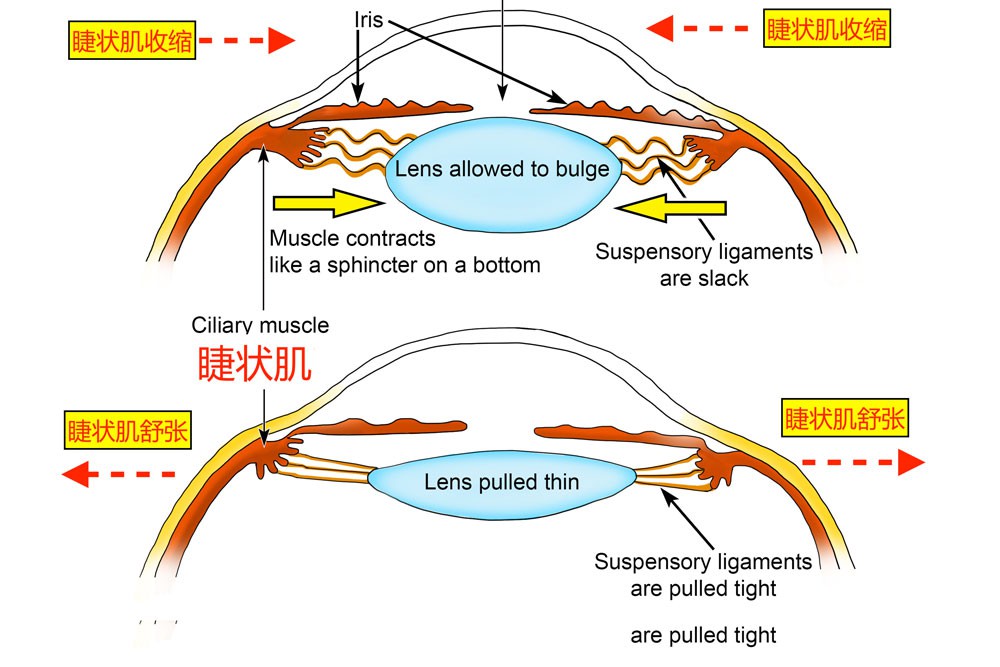 ��ΪP50 Pro�׷���Һ̬��ͷ����ʲô�ڿƼ���