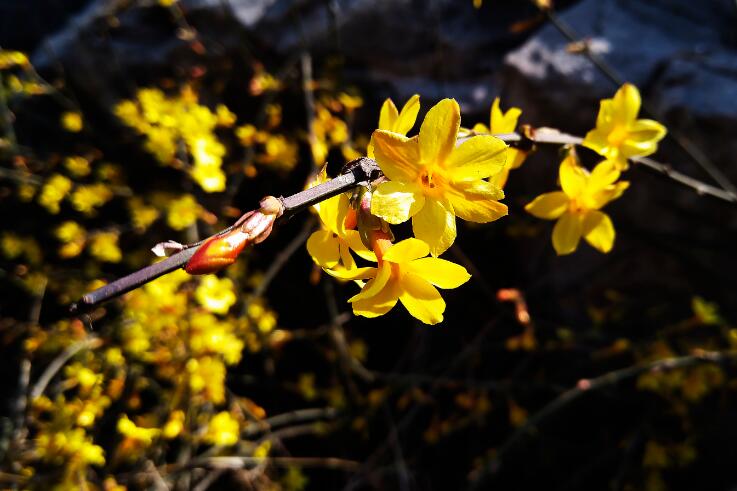 史上最强微距模式?果然努比亚Z17mini_中国派