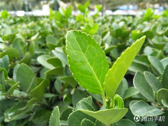 ��ҫ5X���⣺����ǧԪ�콢�±�׼�е㸡��