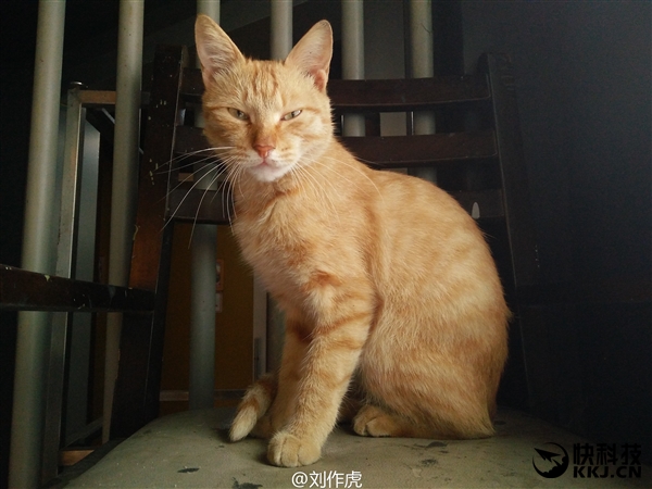 一加新机拍照样张首曝:喵