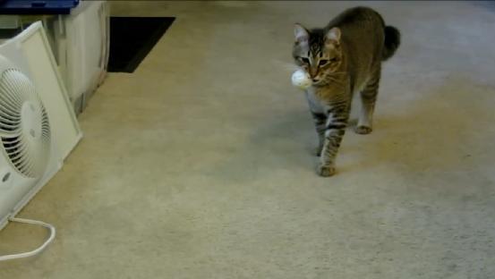猫主人改装自动喂食器 捉到“猎物”才能吃饭