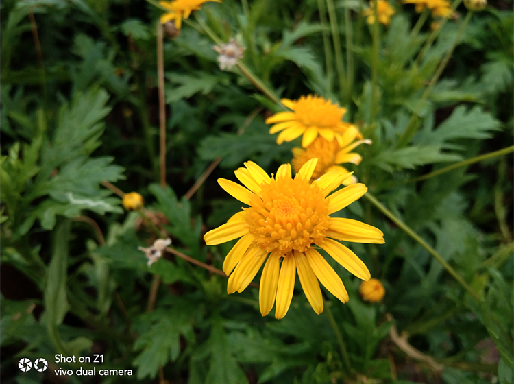 ��1798��vivo Z1��ͬ��λ������õ��ֻ�