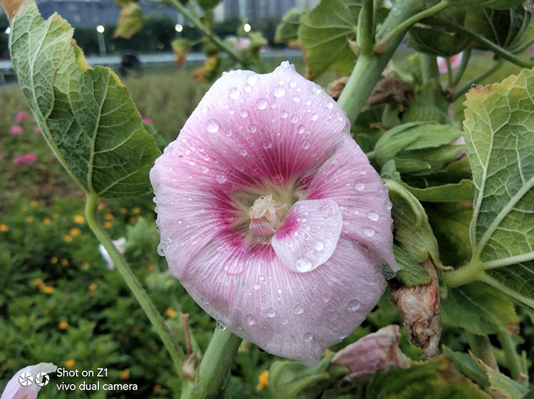 ��1798��vivo Z1��ͬ��λ������õ��ֻ�