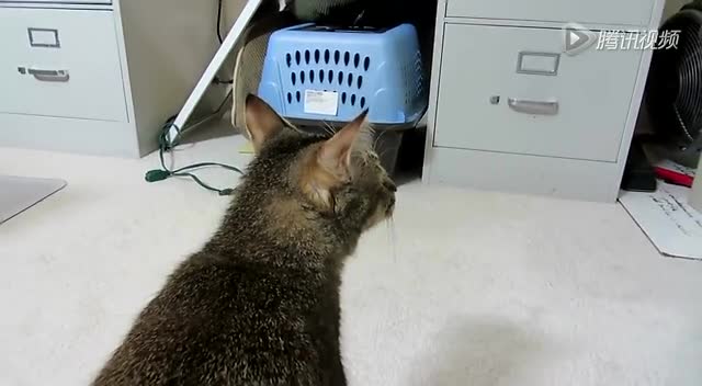 猫主人改装自动喂食器 捉到“猎物”才能吃饭截图