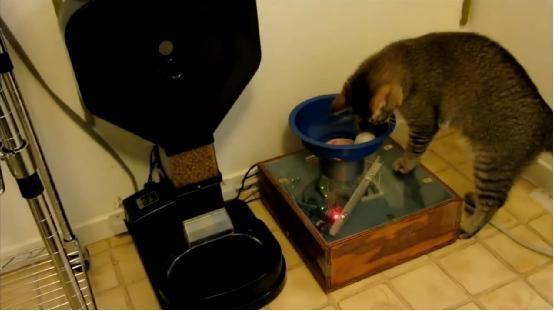 猫主人改装自动喂食器 捉到“猎物”才能吃饭