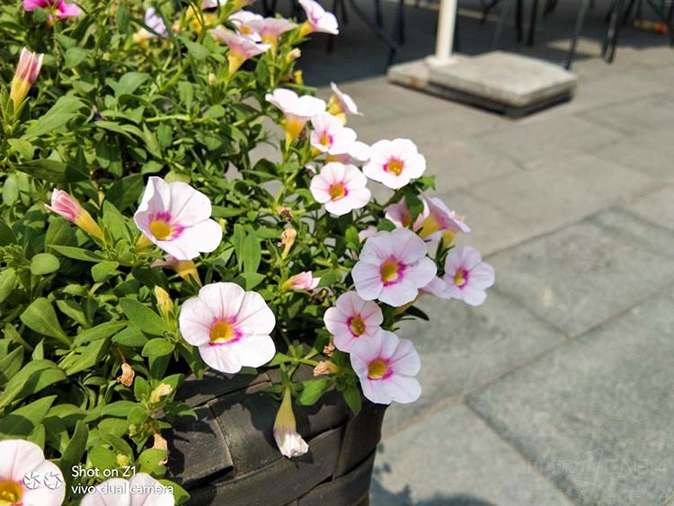 打响互联网手机第一炮:vivo Z1上手评析