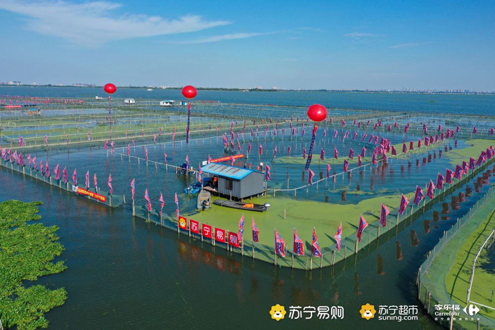 苏宁联手平安打造“保险蟹” 这次不怕买错 苏宁联手平安打造“保险蟹” 这次不怕买错