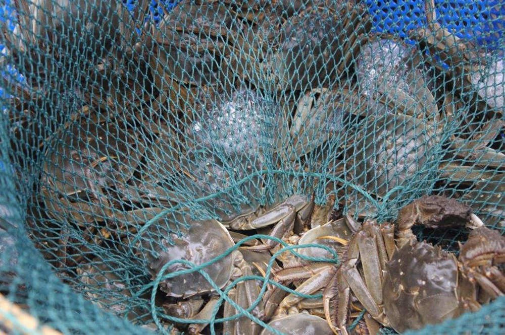 上苏宁易购买“保险蟹” 买假最高3倍赔偿 上苏宁易购买“保险蟹” 买假最高3倍赔偿