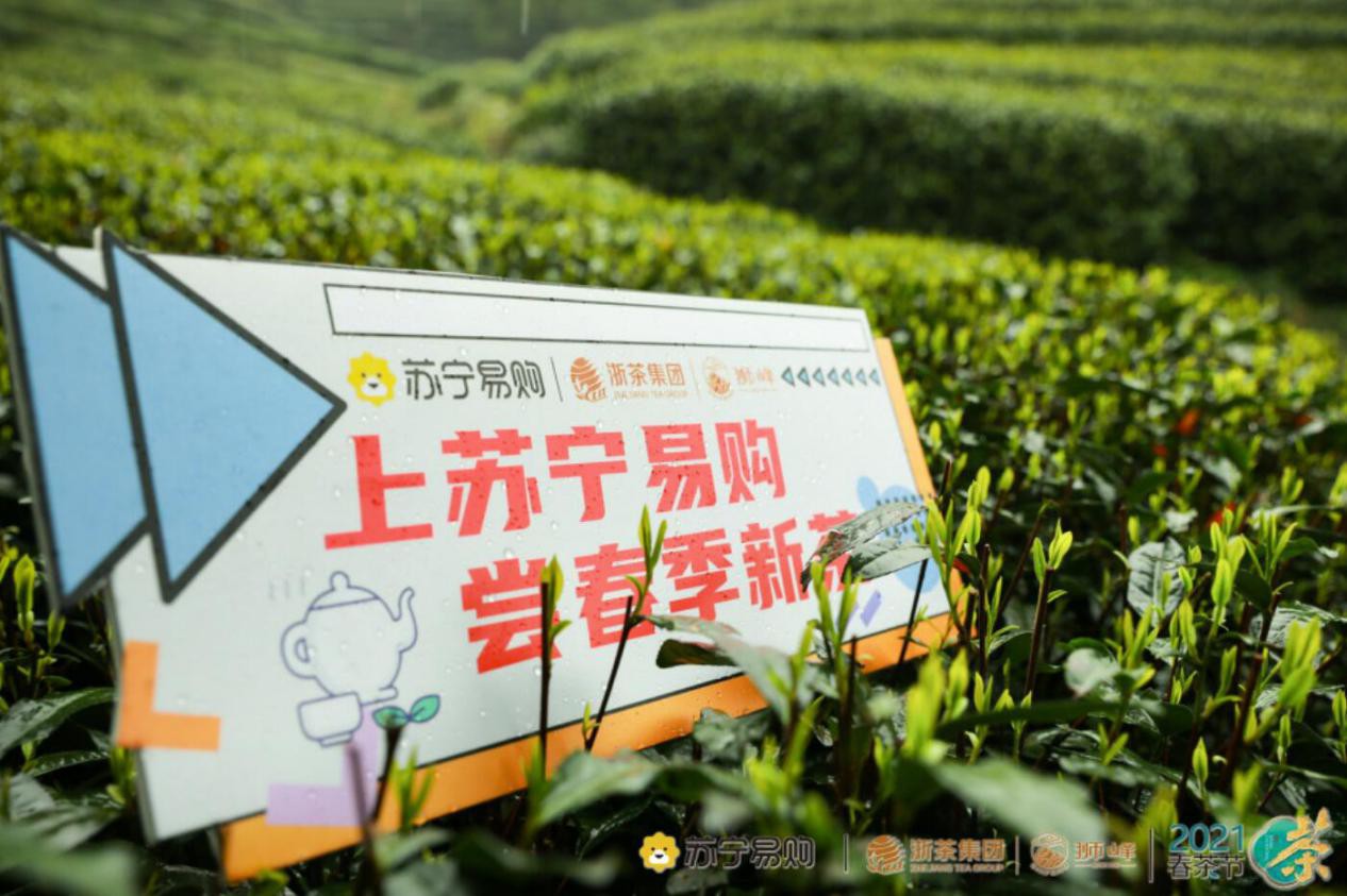 以后春茶轻松买!苏宁易购签约浙茶集团 以后春茶轻松买!苏宁易购签约浙茶集团