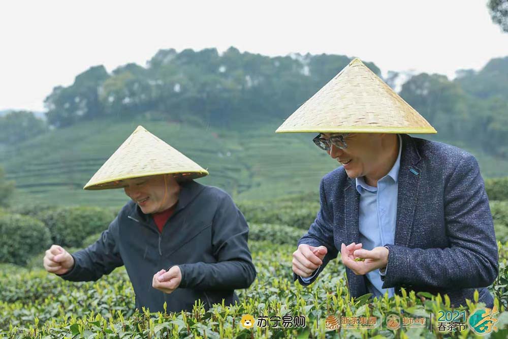 3月西湖龙井吐新芽 苏宁卞农感受茶文化 3月西湖龙井吐新芽 苏宁卞农感受茶文化