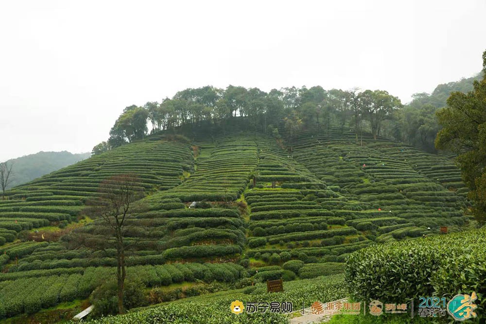 3月西湖龙井吐新芽 苏宁卞农感受茶文化 3月西湖龙井吐新芽 苏宁卞农感受茶文化