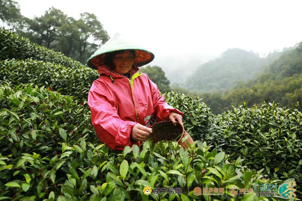 3月西湖龙井吐新芽 苏宁卞农感受茶文化 3月西湖龙井吐新芽 苏宁卞农感受茶文化