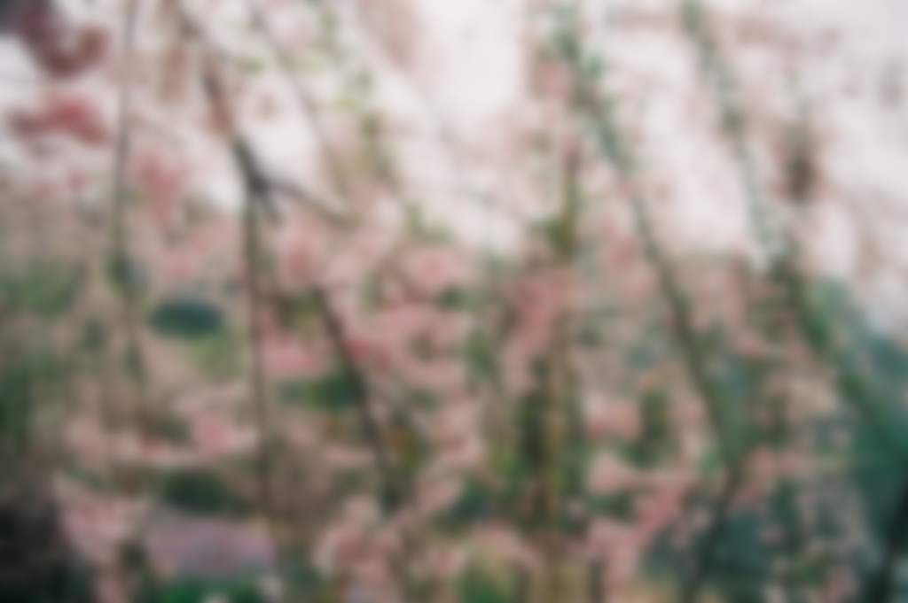 樱花_副本.jpg