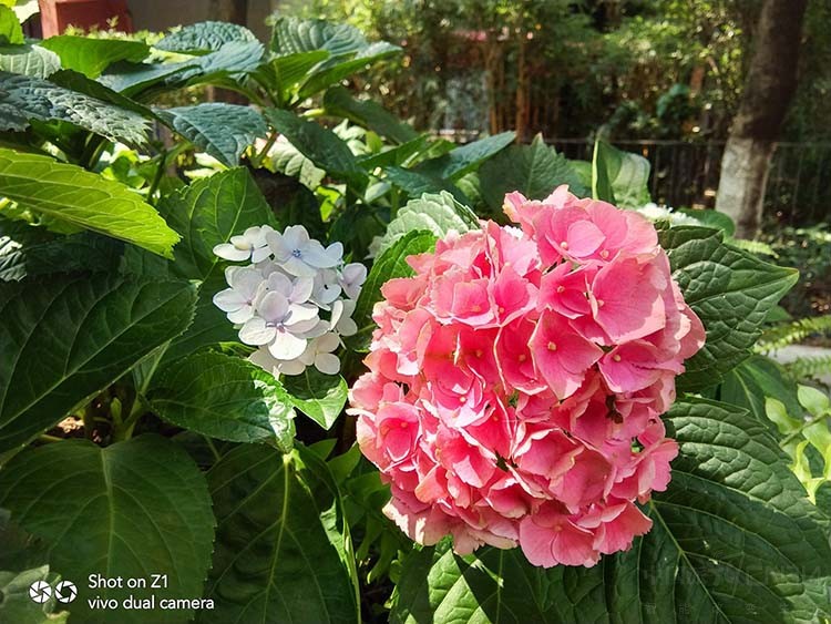 打响互联网手机第一炮:vivo Z1上手评析